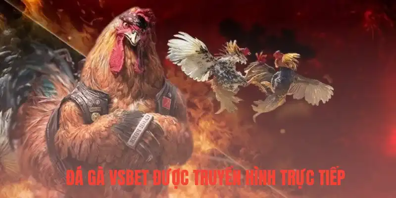Đá gà Vsbet được truyền hình trực tiếp