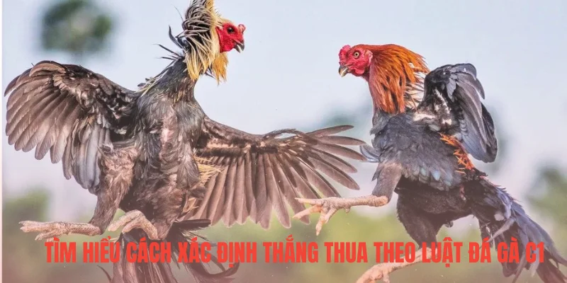 Tìm hiểu cách xác định thắng thua theo luật đá gà C1